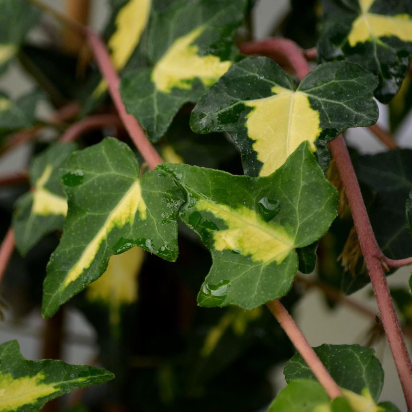 Hedera helix Goldheart - Common Ivy (Foliage)