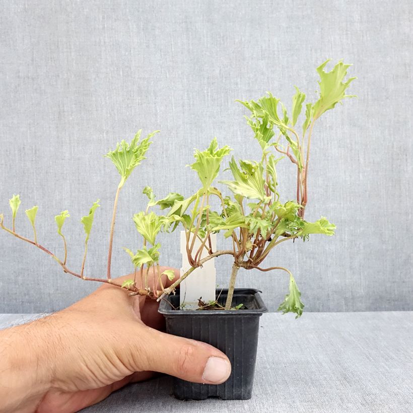 Hedera helix Ivalace Mutation - Common ivy 8/9 cm pot sample as delivered in summer