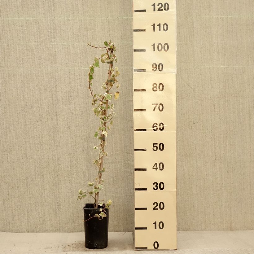Hedera helix Little diamond - Common Ivy 3L/4L pot sample as delivered in autumn