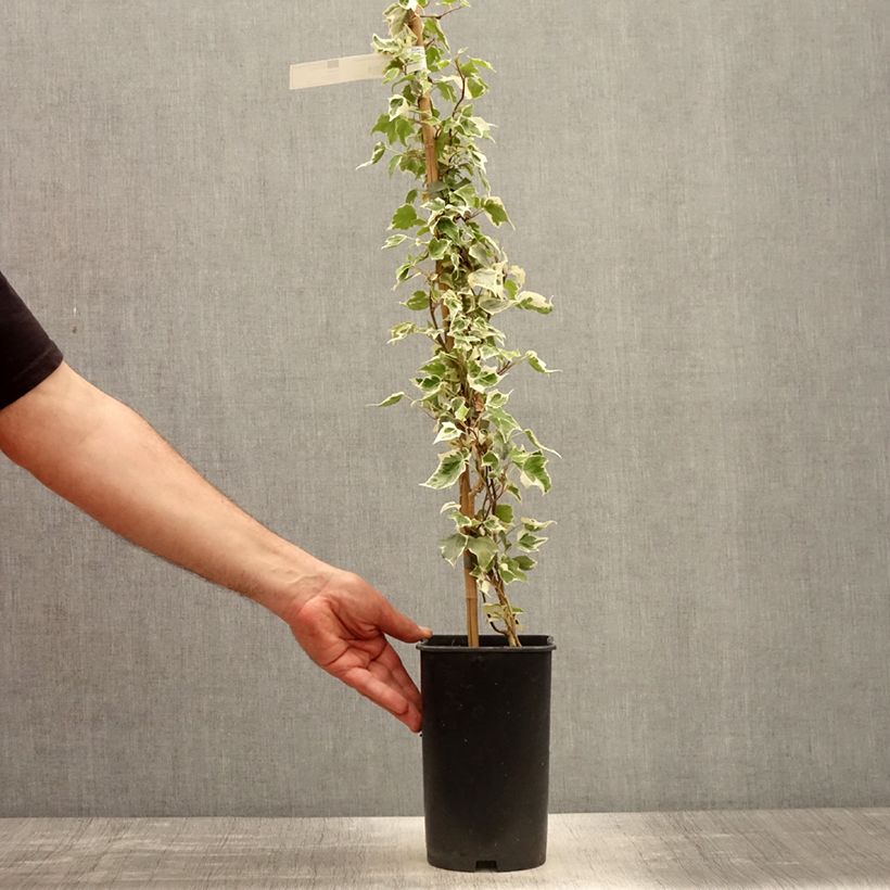 Hedera helix Little diamond - Common Ivy 3L/4L potShipped height around 60/70cm sample as delivered in spring