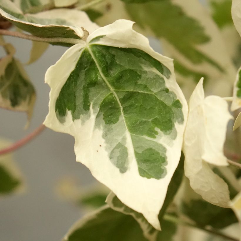 Hedera helix Little diamond - Common Ivy (Foliage)