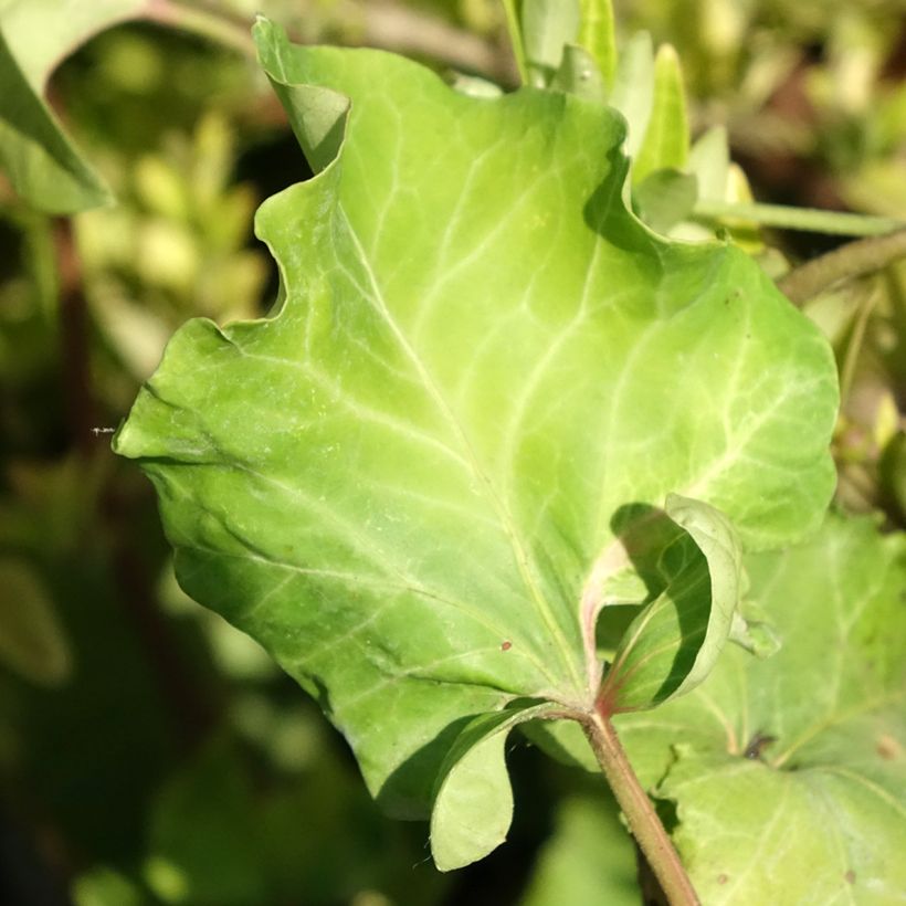 Hedera helix ObelixHedera helix Kappeln - Common ivy (Foliage)