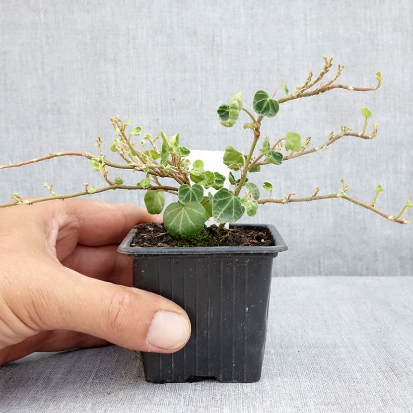 Hedera helix Peter Pan - Hedera helix Kappeln - Common ivy 8/9 cm pot sample as delivered in summer