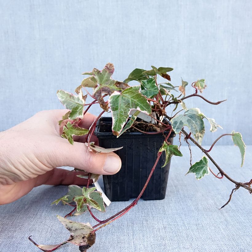 Hedera helix Sagittifolia Variegata - Common Ivy 8/9 cm potShipped height around 15/20cm sample as delivered in winter