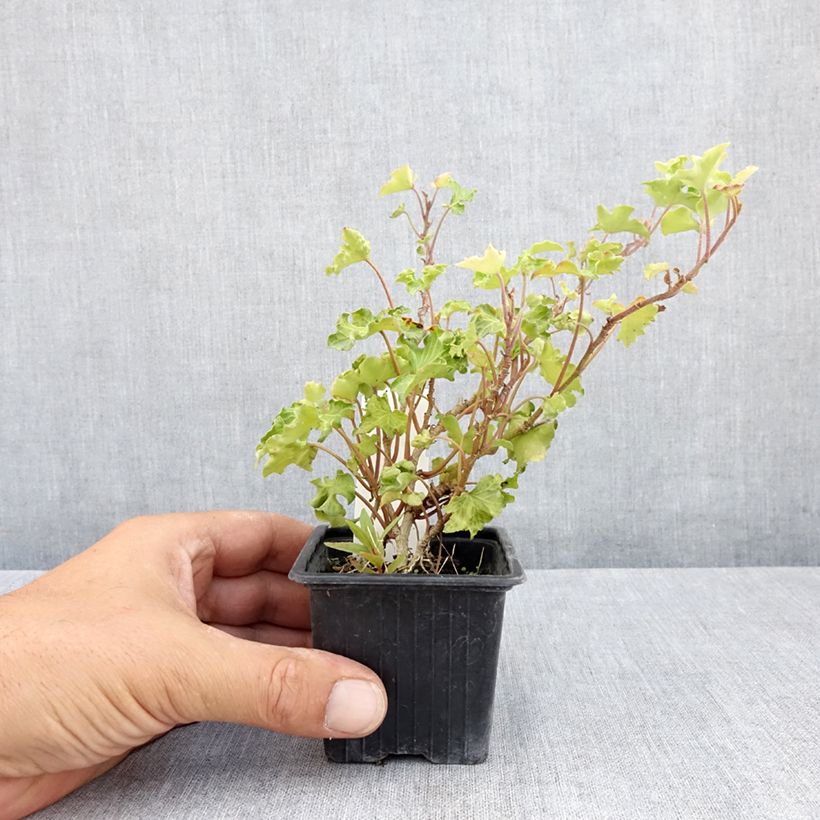 Hedera helix Tango - Hedera helix Kappeln - Common ivy 8/9 cm pot sample as delivered in summer