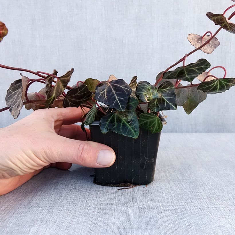 Hedera helix Woerner - Common Ivy 8/9 cm pot sample as delivered in winter