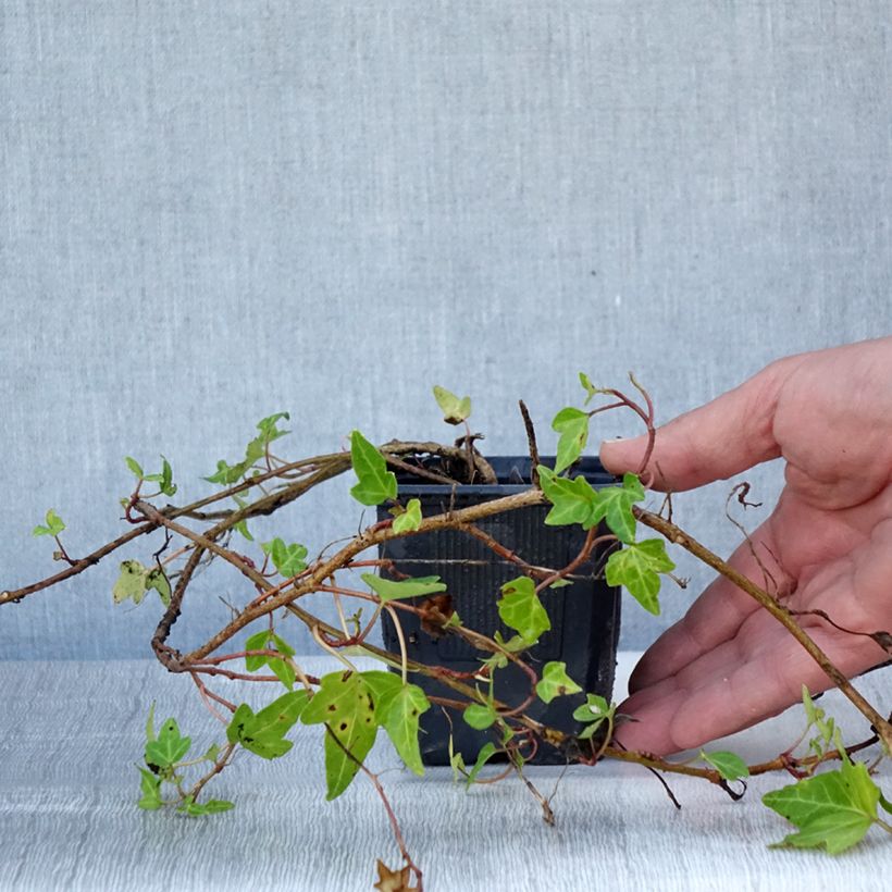 Hedera helix Shamrock - Common Ivy 8/9 cm pot sample as delivered in summer
