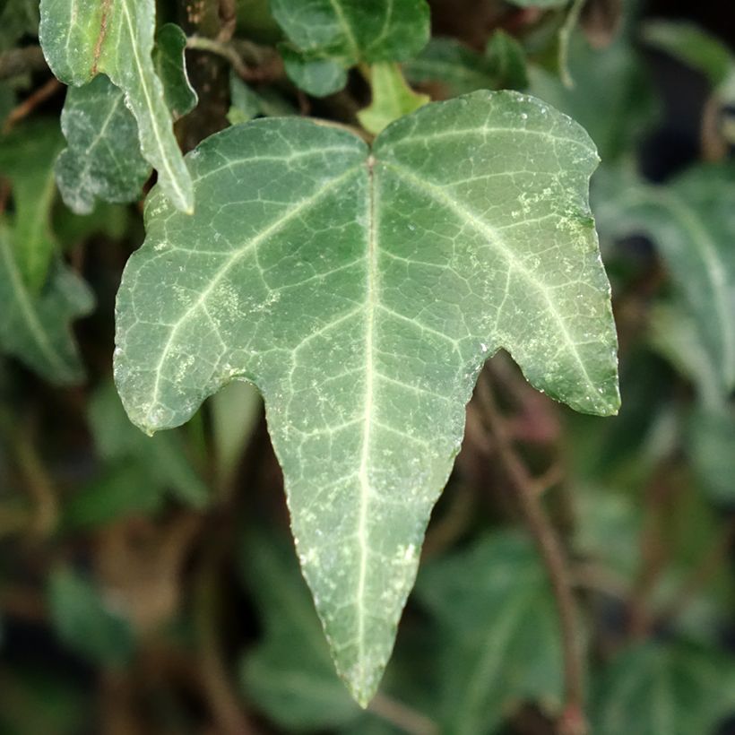 Aloe Christmas Carol (Foliage)