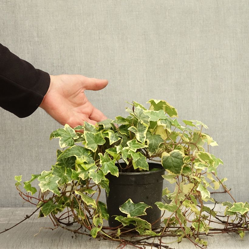 Hedera helix Yellow Ripple - English Ivy 1.5L/2L pot sample as delivered in autumn