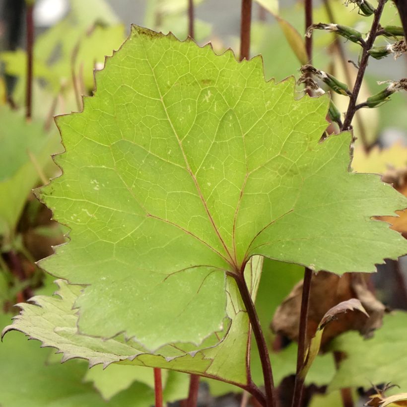 Ligularia stenocephala Little Rocket - Leopard Plant (Foliage)