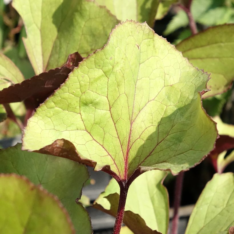 Ligularia dentata Garden Confetti - Leopard Plant (Foliage)
