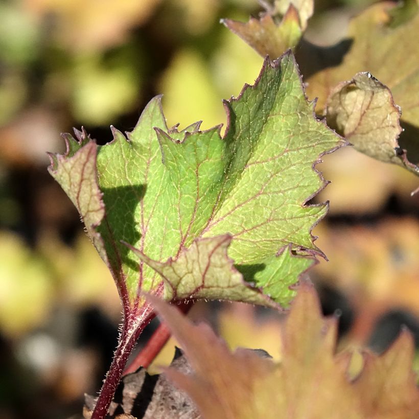Ligularia dentata Little Golden Ray - Leopard Plant (Foliage)