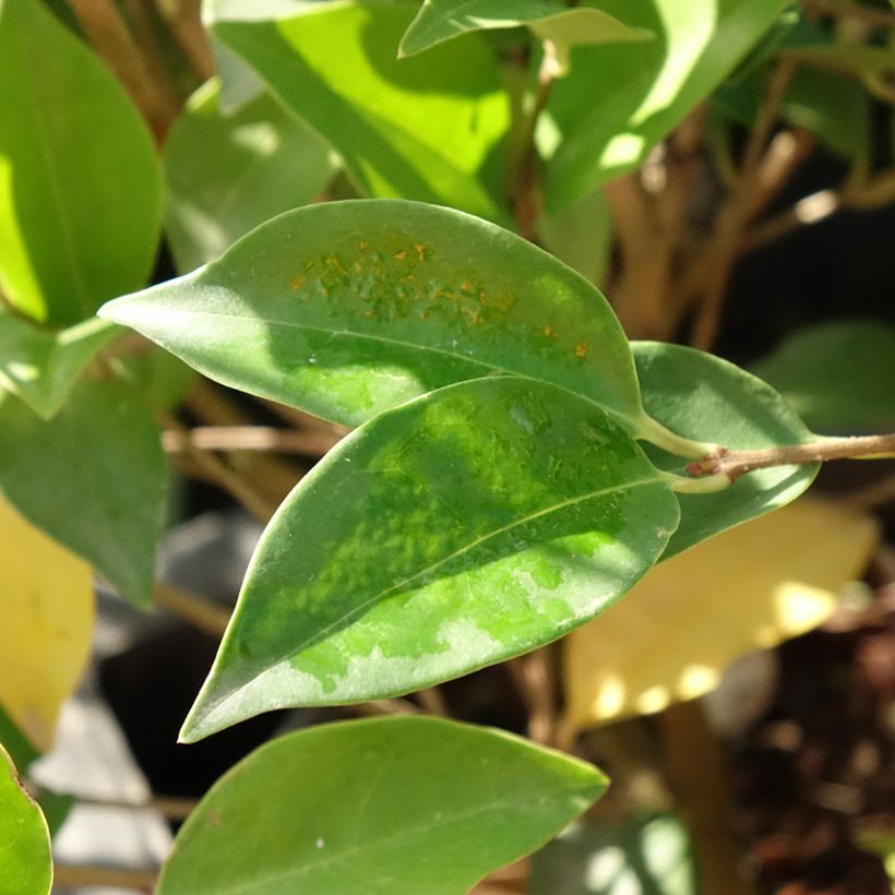 Ligustrum Korean Dwarf (Foliage)