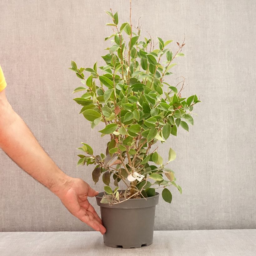 Ligustrum Korean Dwarf 3L/4L pot sample as delivered in summer
