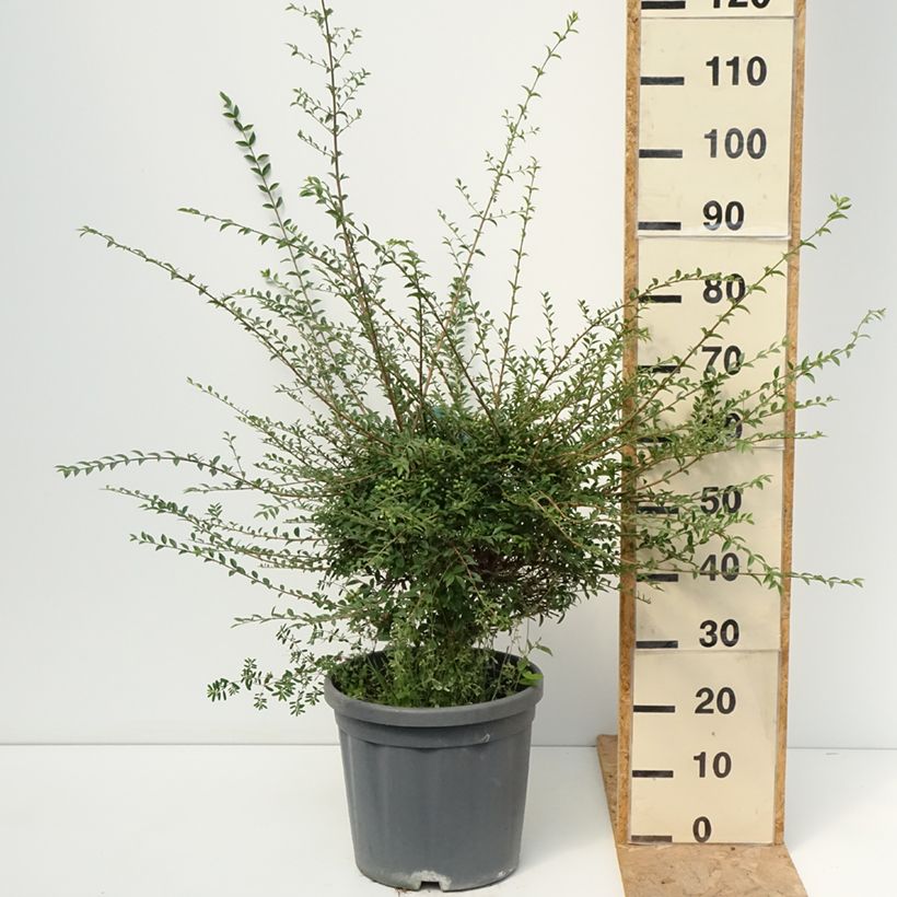 Ligustrum jonandrum - Yunnan Privet 7.5L/10L pot sample as delivered in summer