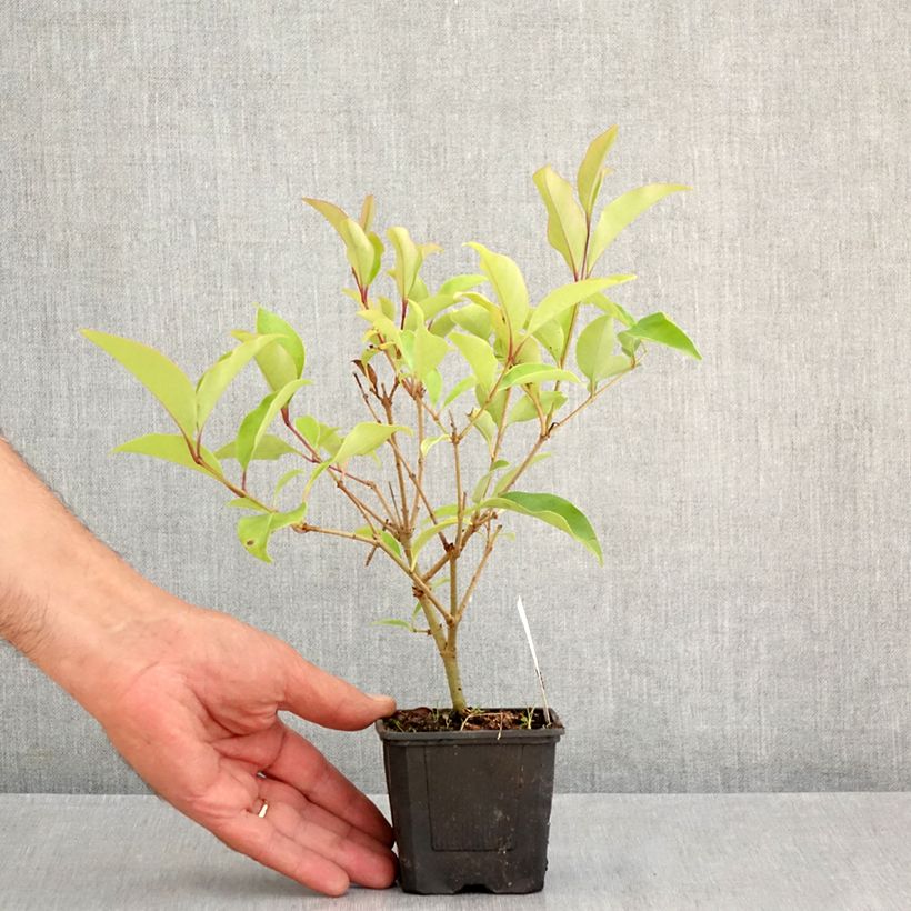 Ligustrum lucidum Bokrascreen 8/9 cm pot sample as delivered in summer