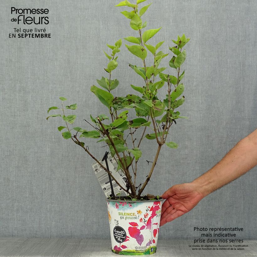 Syringa x hyacinthiflora Maidens Blush - Lilac 4L/5L pot sample as delivered in summer