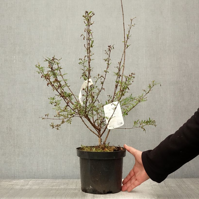 Syringa afghanica - Afghan Lilac 4L/5L pot sample as delivered in autumn