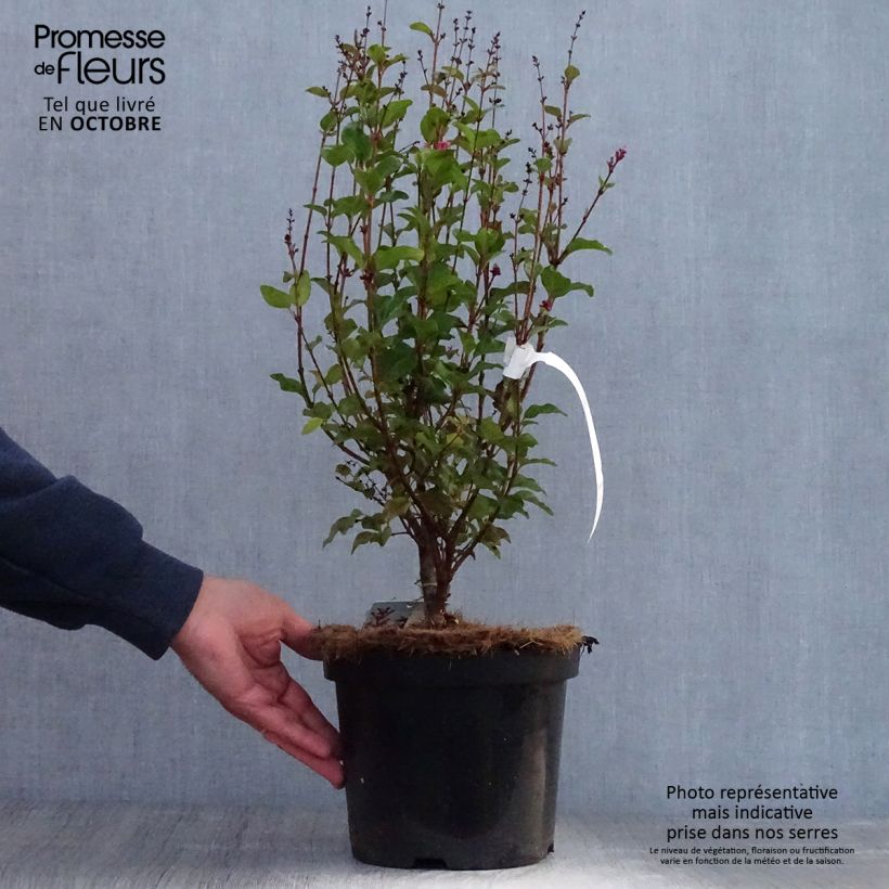 Syringa Pink Perfume - Lilac 2L/3L pot sample as delivered in autumn