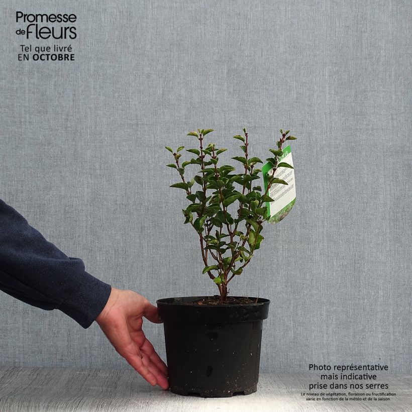 Syringa velutina Josée - Lilac 3L/4L pot sample as delivered in autumn