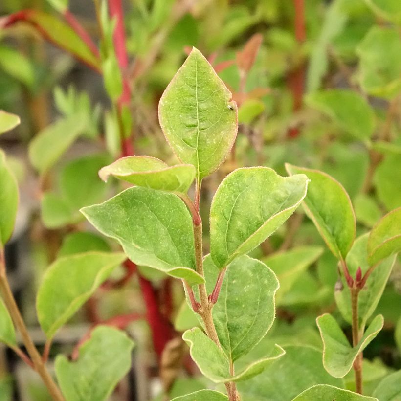 Syringa velutina Josée - Lilac (Foliage)