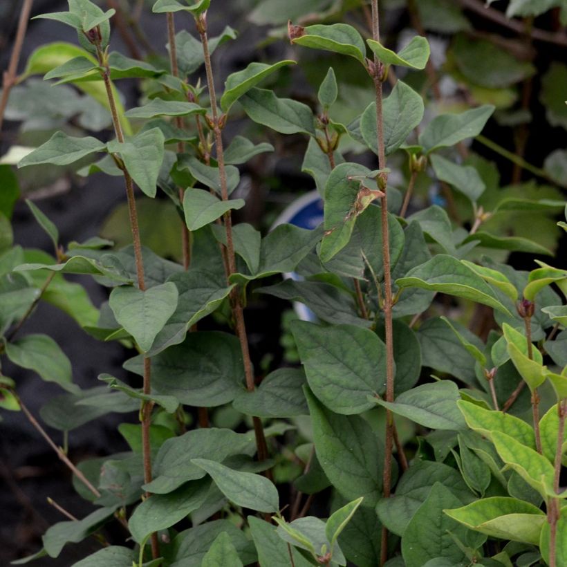 Syringa microphylla Superba - Lilac (Foliage)