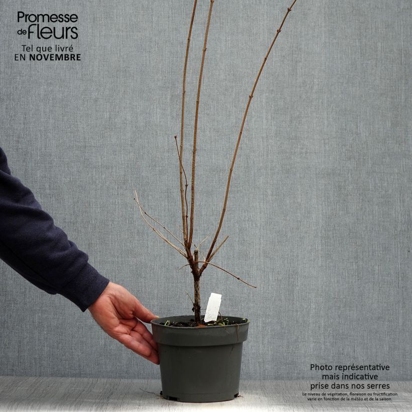 Lilas de Chine - Syringa microphylla Superba en pot de 2/3L sample as delivered in autumn