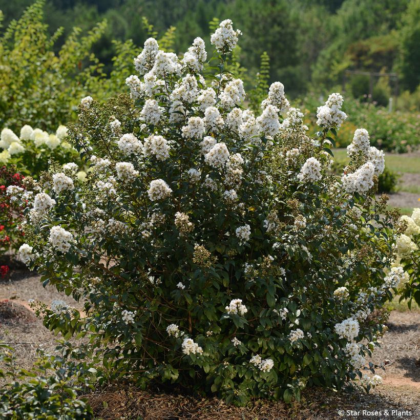 Lagerstroemia Enduring Summer Lavender - Crape Myrtle (Plant habit)