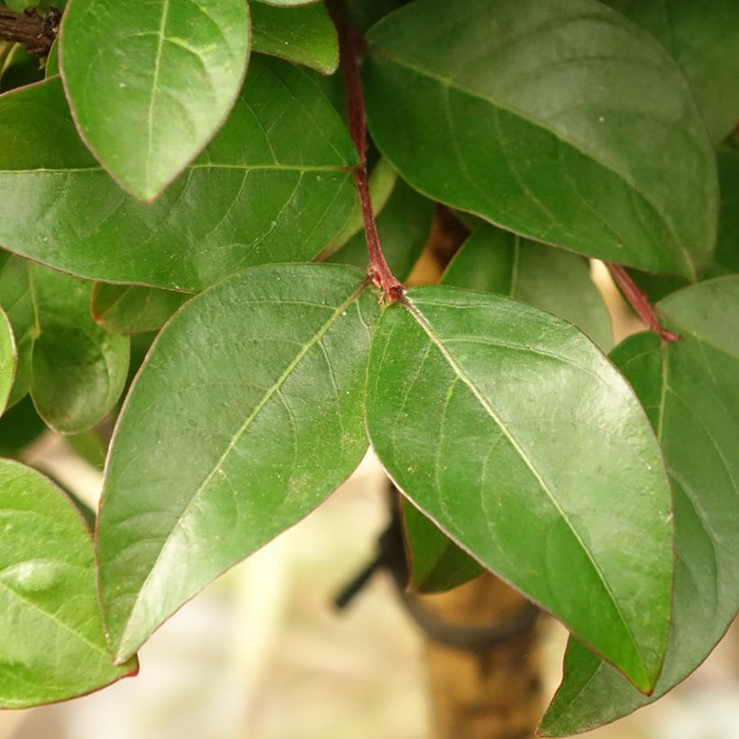 Lagerstroemia indica Berry Dazzle (Foliage)