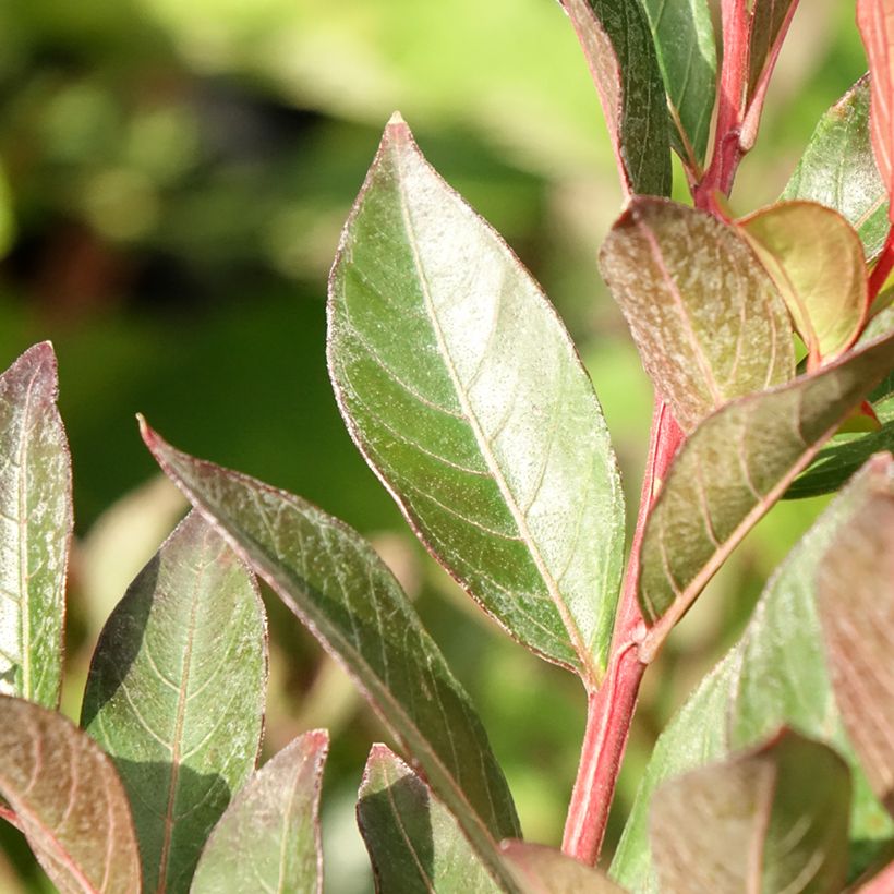 Lagerstroemia indica Berry Dazzle (Foliage)