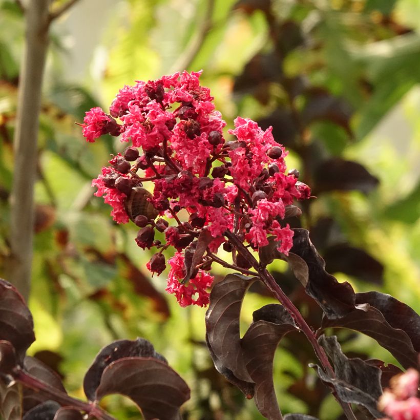 Lagerstroemia indica Black Solitaire Best Red - Crape Myrtle (Foliage)