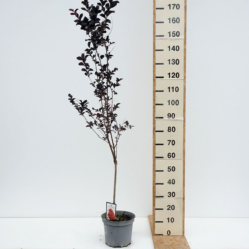 Lagerstroemia indica Black Solitaire Best Red - Crape Myrtle 7.5L/10L pot sample as delivered in summer