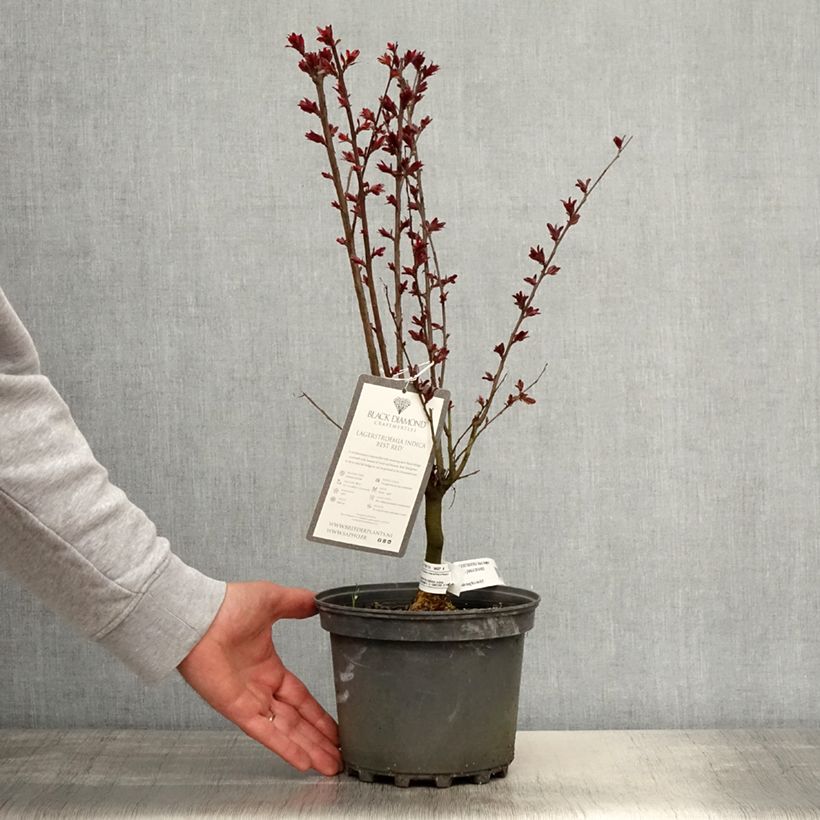 Lagerstroemia indica Black Solitaire Best Red - Crape Myrtle 3L/4L potShipped height around 40/+cm sample as delivered in spring
