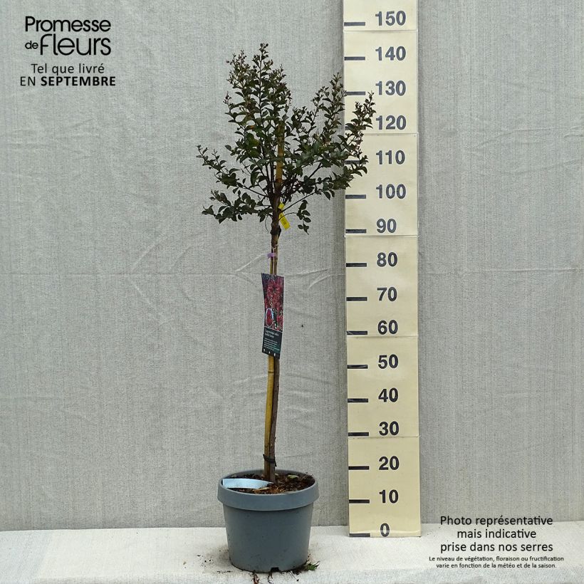 Lilas des Indes - Lagerstroemia indica Double Feature Demi-tige en pot de 12l/15l sample as delivered in autumn