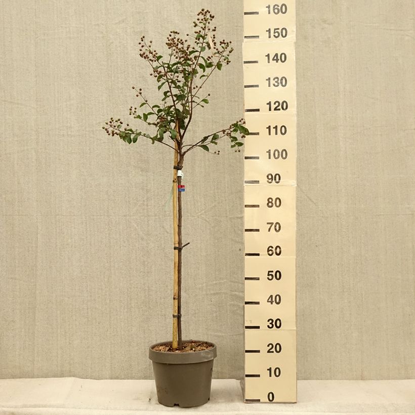 Lilas des Indes - Lagerstroemia indica Eveline Pot de  7.5L/10L sample as delivered in autumn