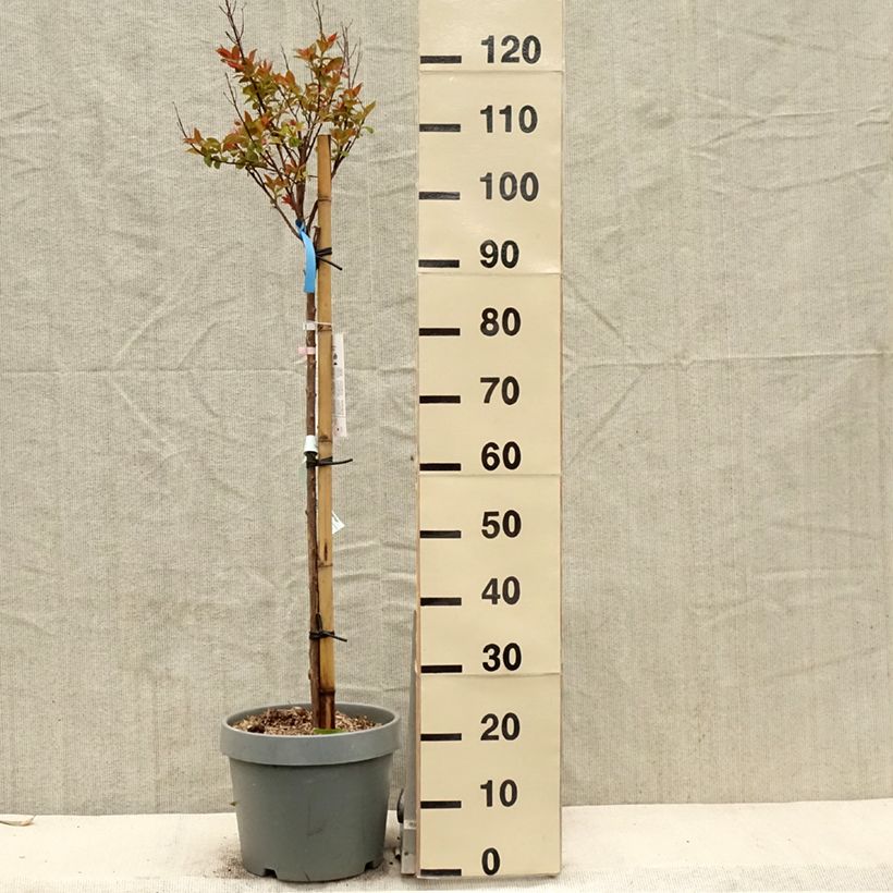 Lagerstroemia indica Eveline - Crape Myrtle sample as delivered in spring