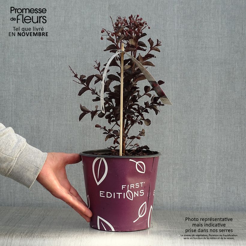 Lilas des Indes - Lagerstroemia indica Midnight Magic Pot de 3L/4L sample as delivered in autumn