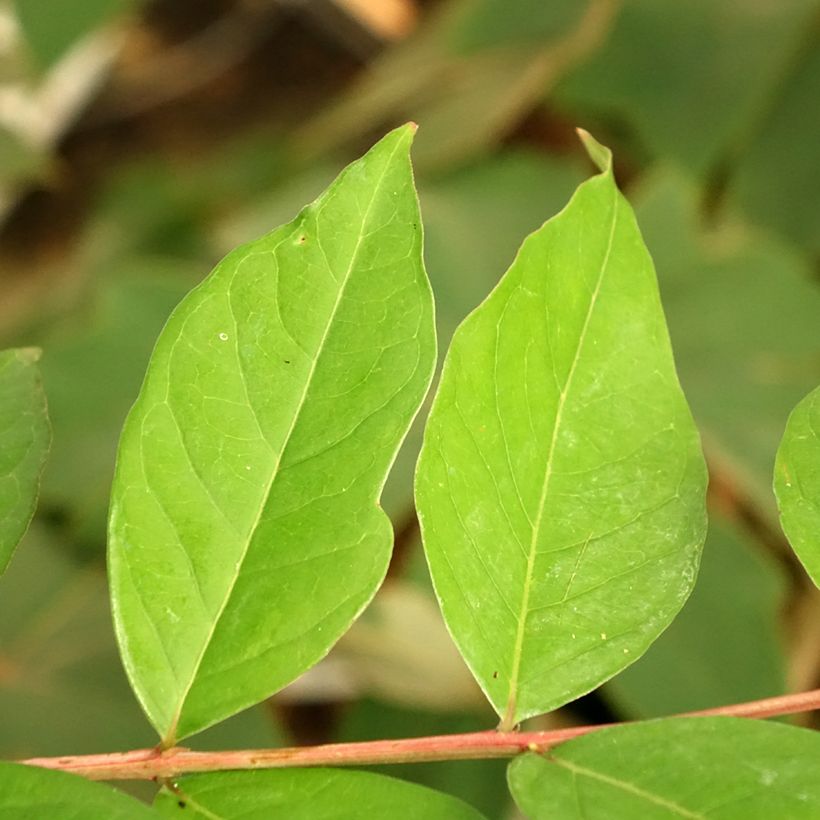 Lagerstroemia indica White Chocolate - Crape Myrtle (Foliage)