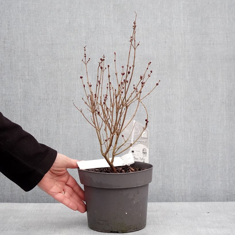 Syringa meyeri Flowerfesta Pink - Lilac 3L/4L potShipped height around 30/40cm sample as delivered in winter