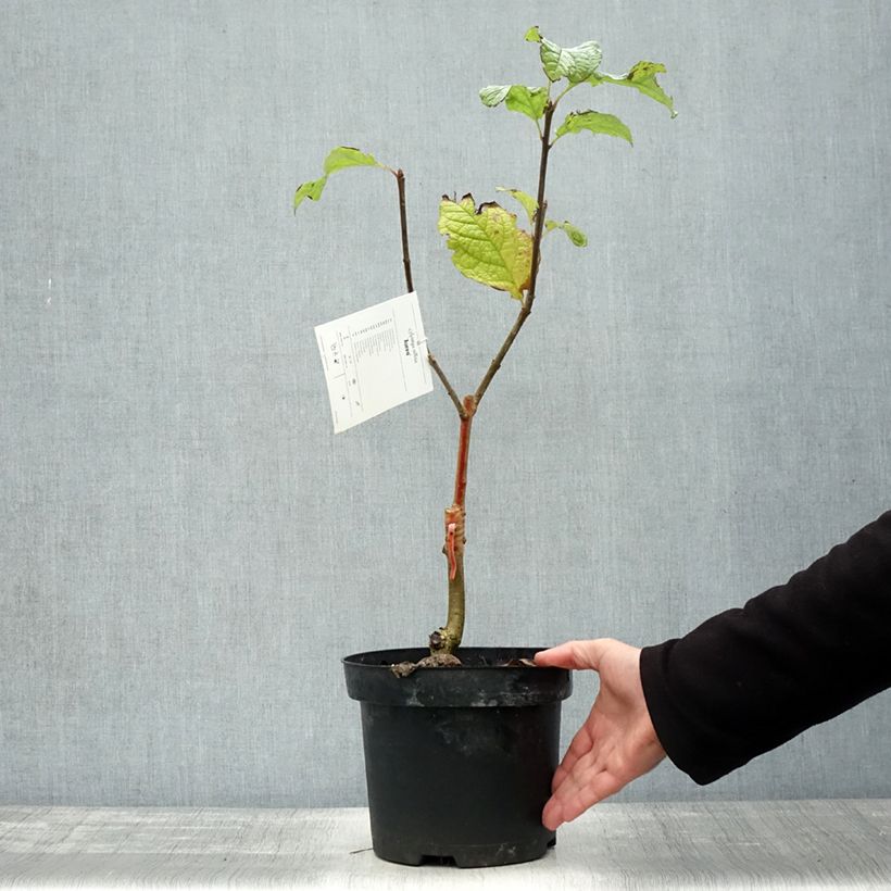 Lilac - Syringa villosa Aurea 4L/5L pot sample as delivered in autumn