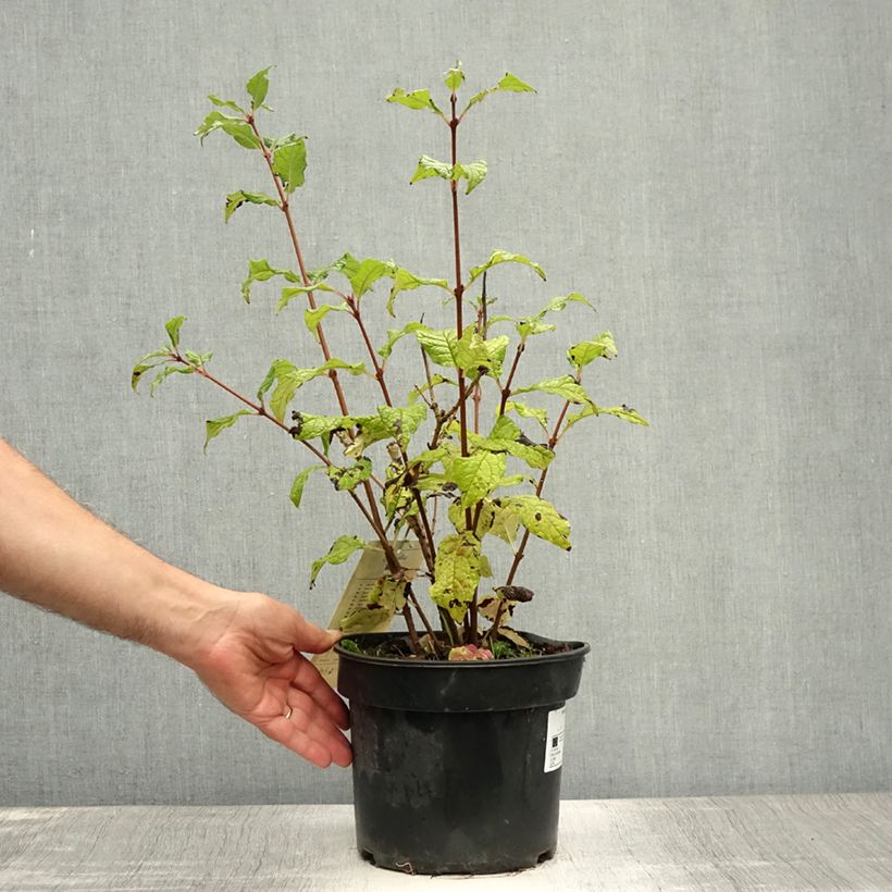 Lilac - Syringa villosa Aurea 4L/5L pot sample as delivered in summer