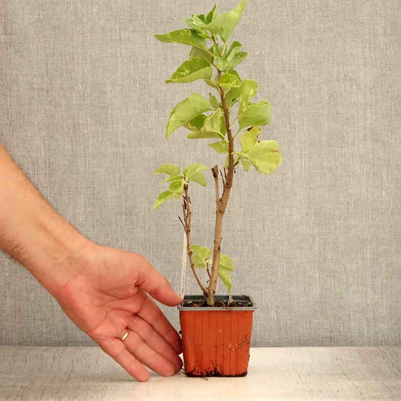 Syringa vulgaris Aucubaefolia 8/9 cm pot sample as delivered in summer