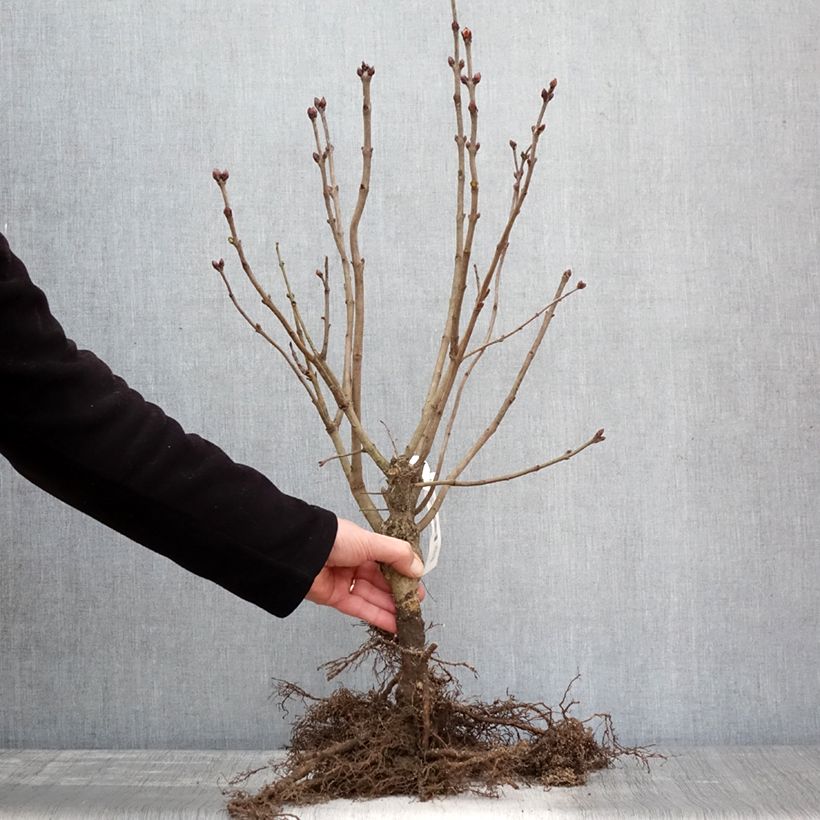 Syringa vulgaris Belle de Nancy - Common Lilac Bare rootShipped height around 60/90cm sample as delivered in winter