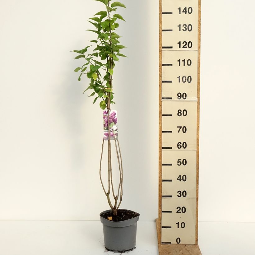 Syringa vulgaris Charles Joly - Common Lilac 7.5L/10L pot sample as delivered in summer