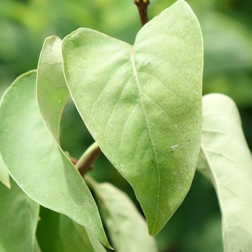 Syringa vulgaris Katherine Havemeyer - Common Lilac (Foliage)
