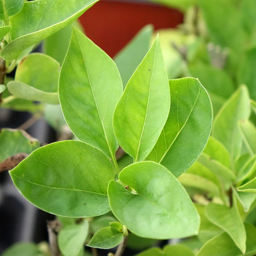 Syringa vulgaris Nadezhda (Foliage)