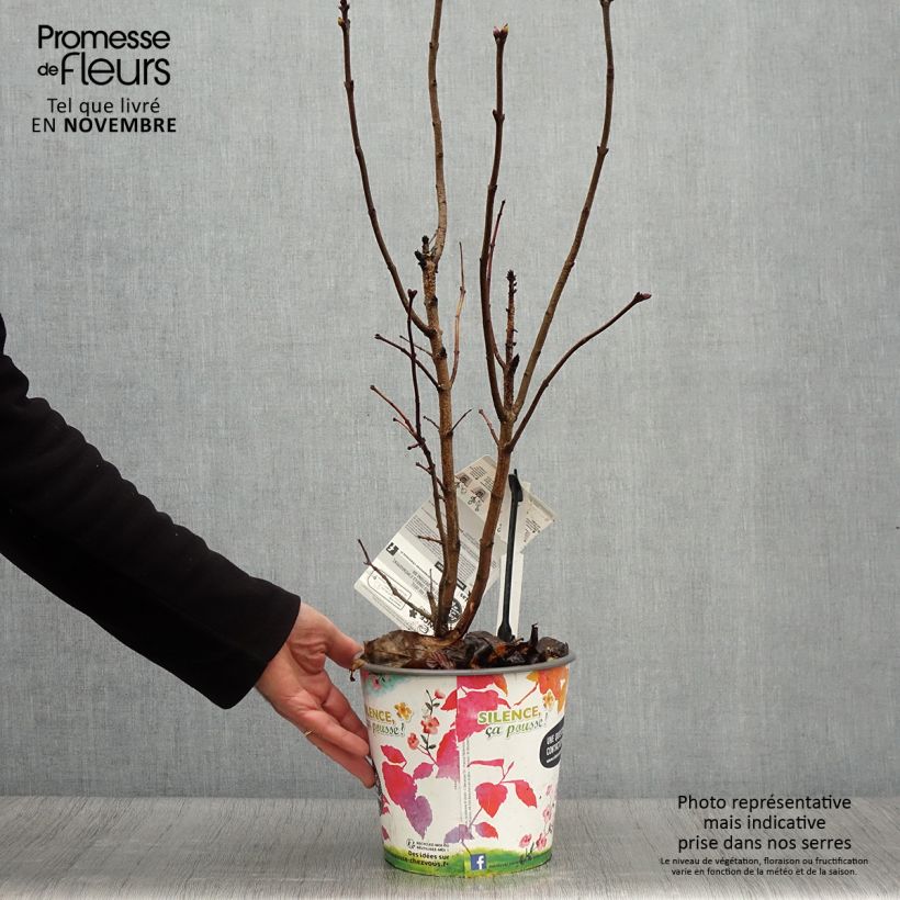 Lilas - Syringa vulgaris Princesse Sturdza Pot de 4L/5L sample as delivered in autumn