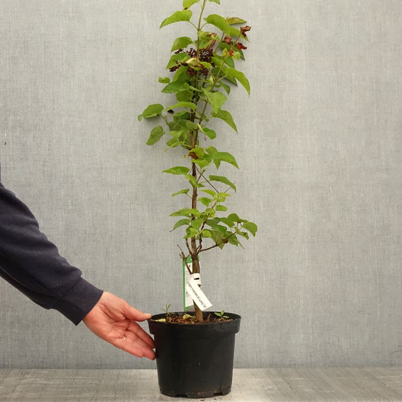 Syringa vulgaris Souvenir de Louis Spaeth - Common Lilac 2L/3L potShipped height around 40/50cm sample as delivered in spring