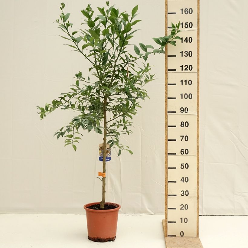 Citrus x floridana - Limequat Citrus Tree 7.5L/10L pot, Half standardShipped height around 120/130cm sample as delivered in spring