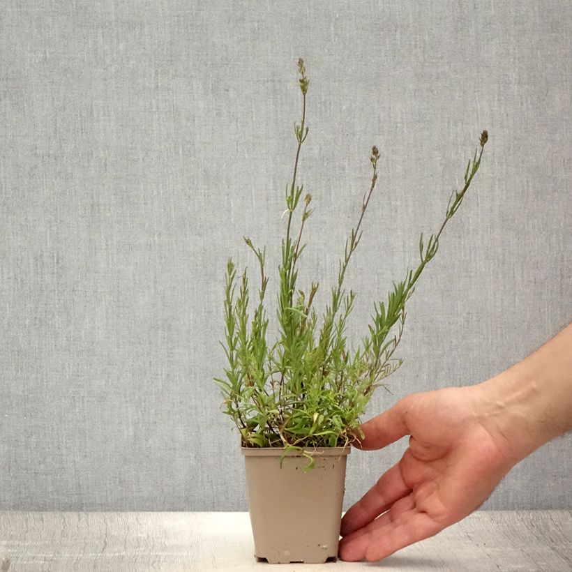 Linaria anticaria Antique Silver 8/9 cm pot sample as delivered in summer